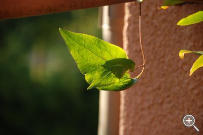 Klicka fÃ¶r stÃ¶rre