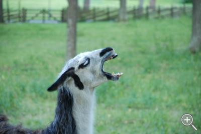 Klicka fÃ¶r stÃ¶rre