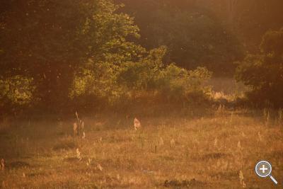 Klicka fÃ¶r stÃ¶rre