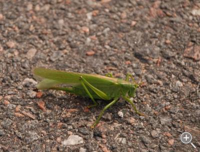 Klicka fÃ¶r stÃ¶rre
