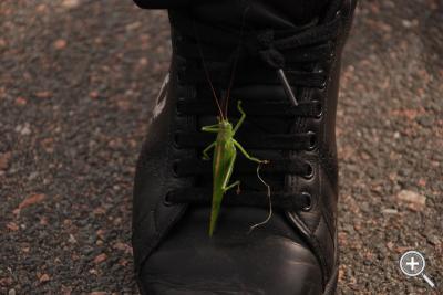 Klicka fÃ¶r stÃ¶rre