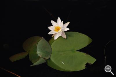 Klicka fÃ¶r stÃ¶rre