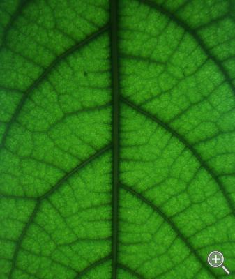 Klicka fÃ¶r stÃ¶rre