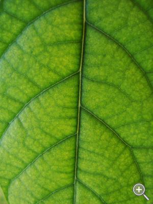 Klicka fÃ¶r stÃ¶rre