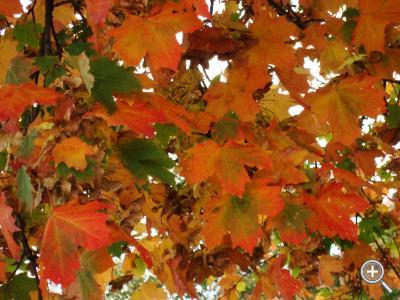 Klicka fÃ¶r stÃ¶rre