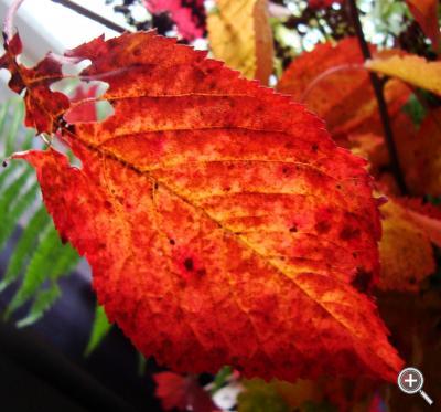 Klicka fÃ¶r stÃ¶rre