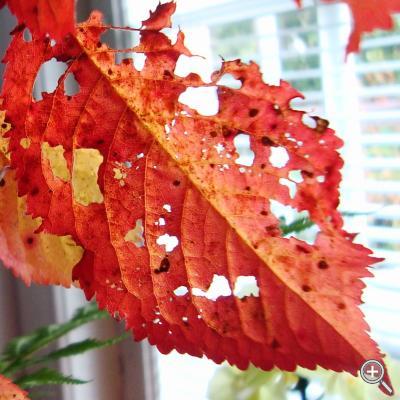 Klicka fÃ¶r stÃ¶rre