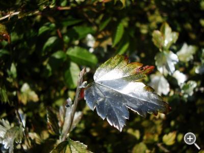 Klicka fÃ¶r stÃ¶rre