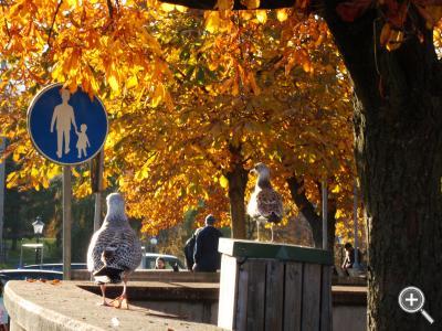 Klicka fÃ¶r stÃ¶rre