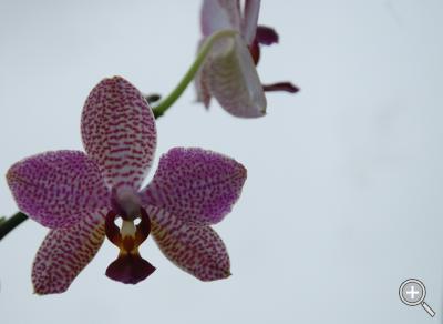 Klicka fÃ¶r stÃ¶rre