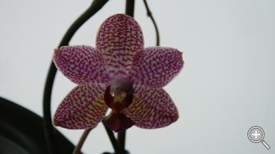 Klicka fÃ¶r stÃ¶rre