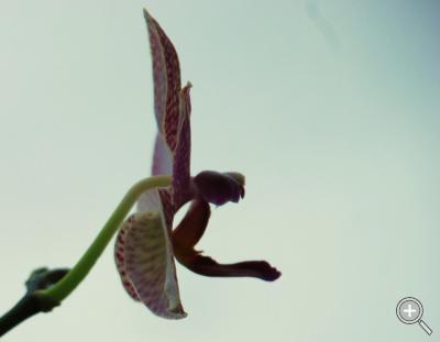 Klicka fÃ¶r stÃ¶rre