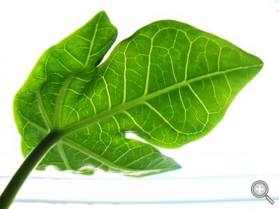 Klicka fÃ¶r stÃ¶rre