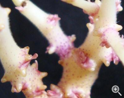 Klicka fÃ¶r stÃ¶rre