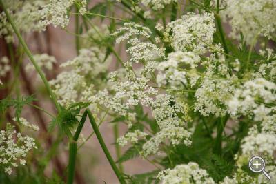 Klicka fÃ¶r stÃ¶rre