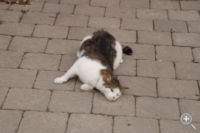 Klicka fÃ¶r stÃ¶rre