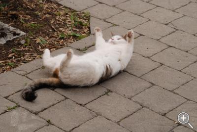 Klicka fÃ¶r stÃ¶rre