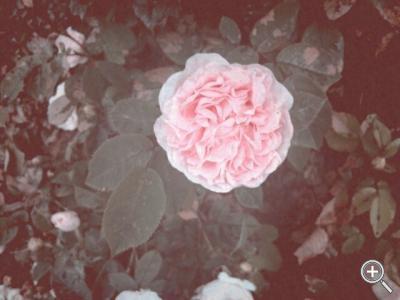 Klicka fÃ¶r stÃ¶rre