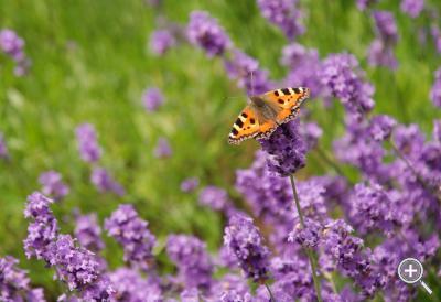 Klicka fÃ¶r stÃ¶rre