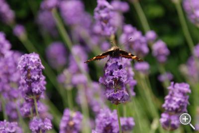Klicka fÃ¶r stÃ¶rre