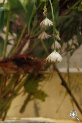 Klicka fÃ¶r stÃ¶rre