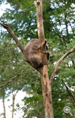 Klicka fÃ¶r stÃ¶rre