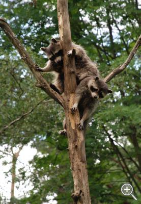 Klicka fÃ¶r stÃ¶rre