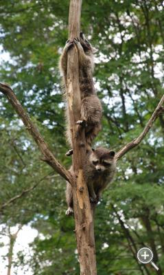 Klicka fÃ¶r stÃ¶rre