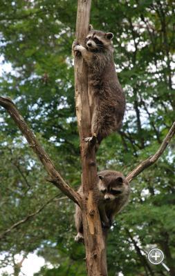 Klicka fÃ¶r stÃ¶rre