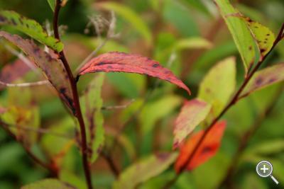 Klicka fÃ¶r stÃ¶rre