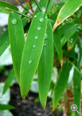 Klicka fÃ¶r stÃ¶rre