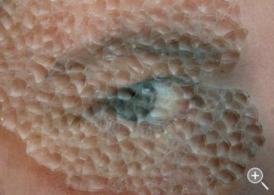 Klicka fÃ¶r stÃ¶rre