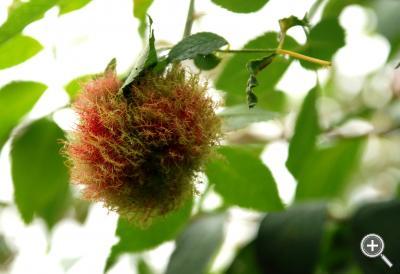 Klicka fÃ¶r stÃ¶rre