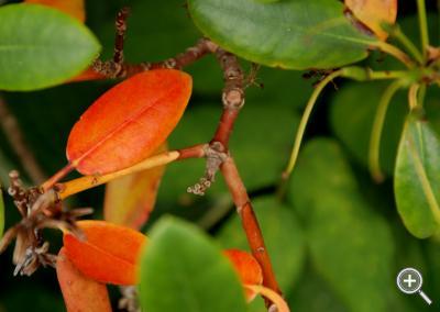 Klicka fÃ¶r stÃ¶rre