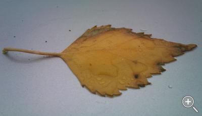 Klicka fÃ¶r stÃ¶rre