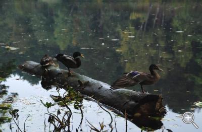 Klicka fÃ¶r stÃ¶rre