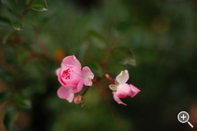 Klicka fÃ¶r stÃ¶rre