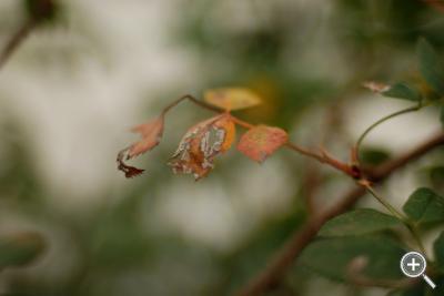 Klicka fÃ¶r stÃ¶rre