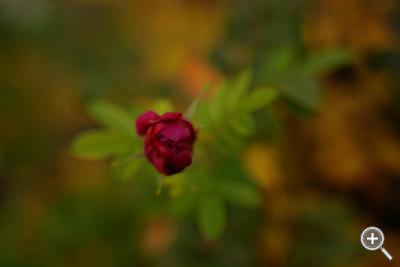 Klicka fÃ¶r stÃ¶rre