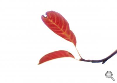 Klicka fÃ¶r stÃ¶rre