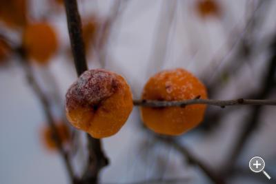 Klicka fÃ¶r stÃ¶rre