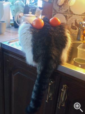 Klicka fÃ¶r stÃ¶rre