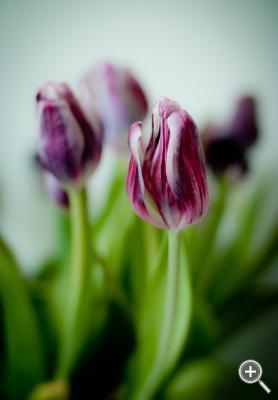 Klicka fÃ¶r stÃ¶rre