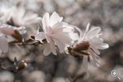 Klicka fÃ¶r stÃ¶rre