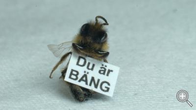 Klicka fÃ¶r stÃ¶rre