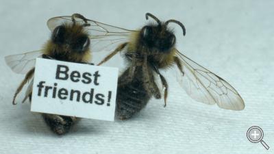 Klicka fÃ¶r stÃ¶rre