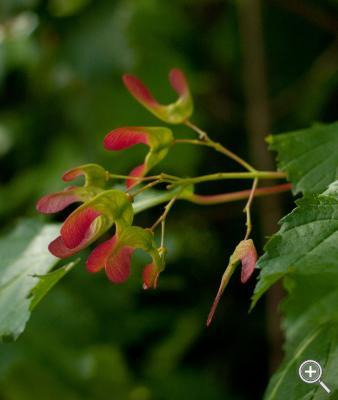 Klicka fÃ¶r stÃ¶rre