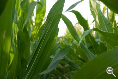 Klicka fÃ¶r stÃ¶rre