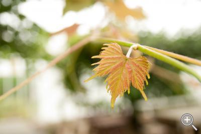 Klicka fÃ¶r stÃ¶rre