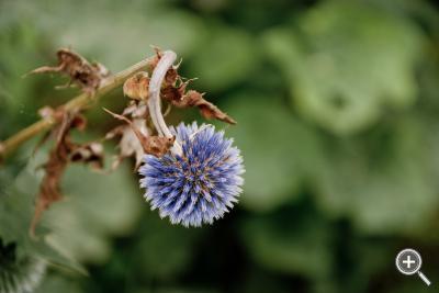 Klicka fÃ¶r stÃ¶rre